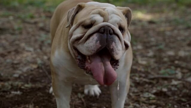 English bulldog portrait in park and breathing with open mouth. Saliva drips. Purebred happy cute dog. Domestic animal and pet concept. Slow motion