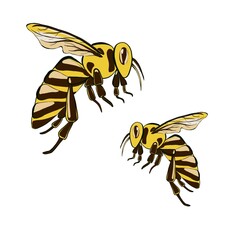 Hand drawing of a honey bee isolated on white background