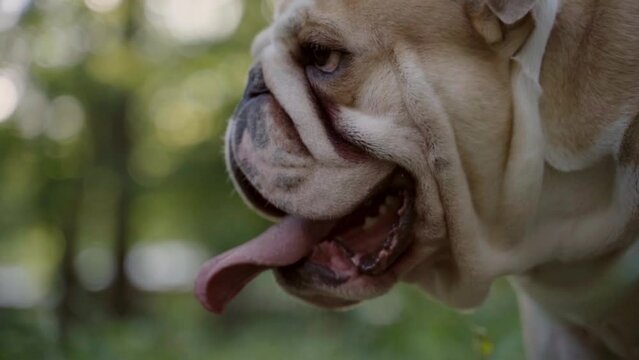 English bulldog portrait in park and breathing with open mouth. Purebred happy cute dog. Domestic animal and pet concept. Slow motion