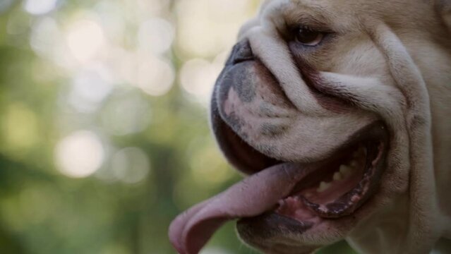 English bulldog portrait in park and breathing with open mouth. Purebred happy cute dog. Domestic animal and pet concept. 4 K