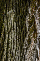 Obraz premium tree bark as a background, photo of a large tree trunk 1
