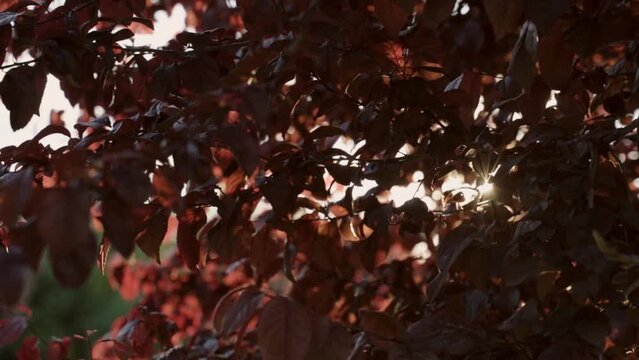Sunlight at sunset breaks through the red foliage. Slow motion