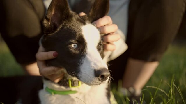 black and white young husky resting in the park with the owner. female hand stroking the muzzle. Domestic animal and pet concept. Slow motion