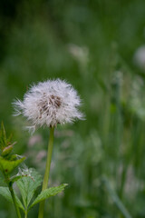 dandelion head