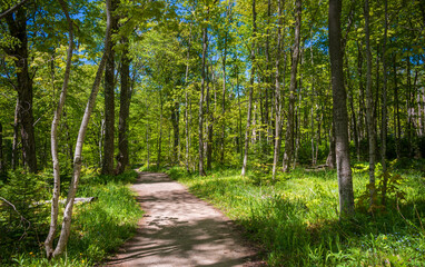 Dense Forest at Pictured Rocks National Lakeshore