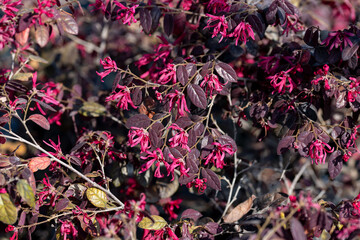 Loropetalum chinense, commonly known as loropetalum, Chinese fringe flower and strap flower. It is...