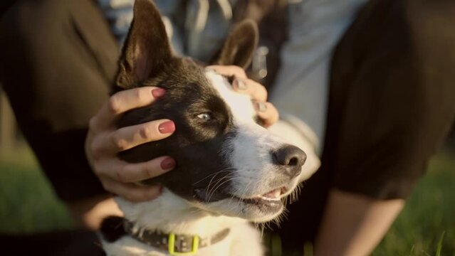 black and white young husky resting in the park with the owner. female hand stroking the muzzle. Domestic animal and pet concept. Slow motion