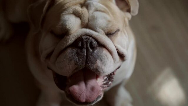 Portrait of an English bulldog in the rays of light in the dark close-up. Cute Bulldog looks at the camera. Domestic animal and pet concept Slow motion