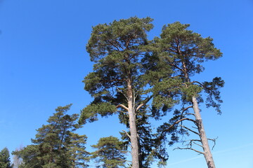 pine trees in the summer against a blue sky and clouds