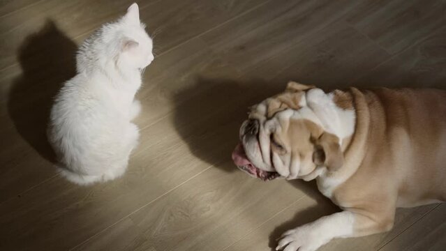 White cat and funny english bulldog are resting on the floor at home. Pet concept 4 K