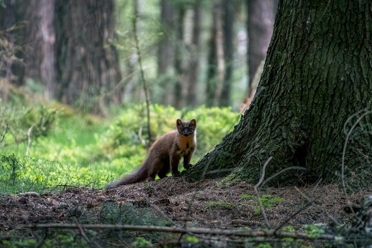A marten in the forest, its sleek body and sharp claws blending in with the natural surroundings. Its gaze is alert, searching for prey.
