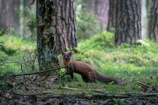 A marten in the forest, its sleek body and sharp claws blending in with the natural surroundings. Its gaze is alert, searching for prey.