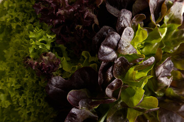 Mix of fresh lettuce leaves with water drops close up