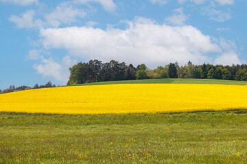 Yellow blooming rape field with blue sky in a gently hilly landscape in Schmuttertal near Augsburg