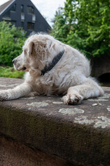 dog in the park