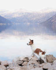 the dog stands against the background of the bay and the mountains. Beautiful Jack Russell terrier in nature by the water. Travel with a pet. Eco, Adventure, Funny