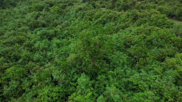 A dense tropical forest, teeming with life, exudes an enchanting aura of biodiversity and lush greenery.