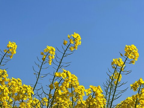Yellow flowers rapeseed canola on blue sky.