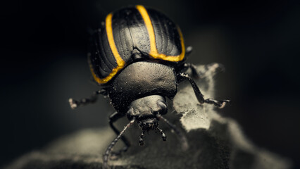 Details of a black beetle with yellow lines on a desaturated background.
