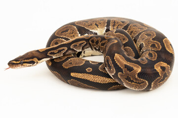 Fototapeta premium ball python, Python regius snake isolated on white background 