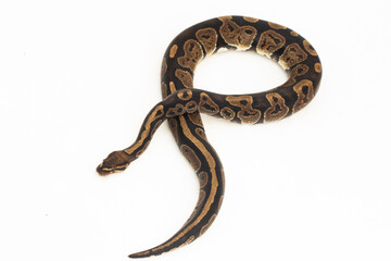ball python, Python regius snake isolated on white background
