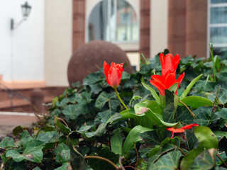 flowers in the garden