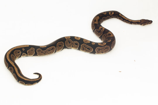 ball python, Python regius snake isolated on white background
