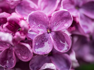 Lilac in rain
