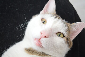 she is a mascot player