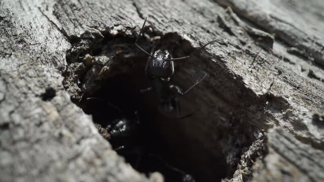 Ants come out of the hole in the wood