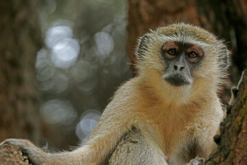 Obraz premium Vervet monkey