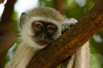 Vervet monkey