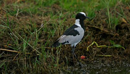 Blacksmith plover