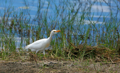 Cattle egret