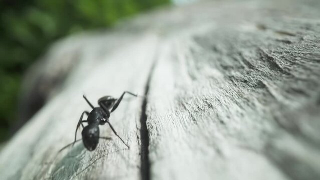 Black ant runs on the wood