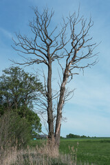 Obraz premium Bäume mit trockenen kahlen Ästen am Rand des Feuchtgebietes