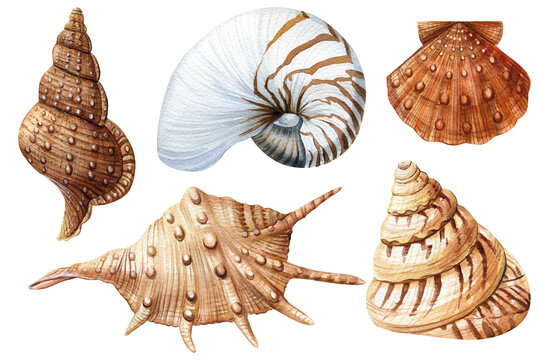 Watercolor seashells set isolated white background. Hand drawn illustration. Collection realistic sea shell for design.