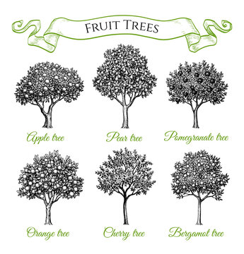 Fruit trees set.