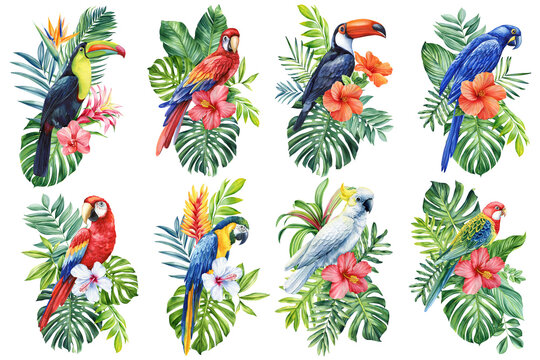 Set tropical bird watercolor illustration hand drawing, parrot, flowers and palm leaf in isolated white background