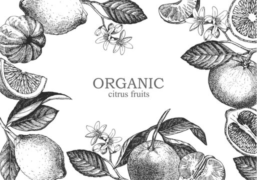 Hand drawn illustration with citrus fruits. Lemon, orange, mandarin. Vector. Organic citrus fruits