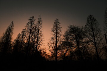Naklejka premium sunset in the forest