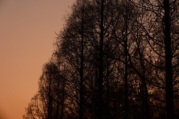 Obraz premium sunset in the trees