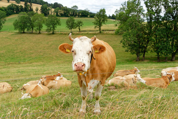 Fototapeta na wymiar Troupeau de vaches dans une pâture 