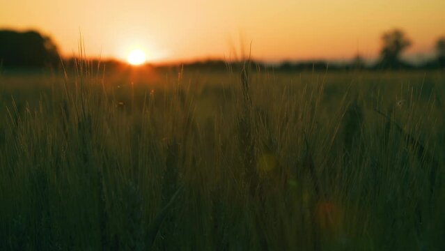 4K clip of wheat or barley field on a farm blowing in the wind at sunset or sunrise