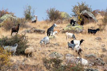 Flock of sheep on mountain slope on sunny autumn day. Vayots Dzor Province, Armenia.