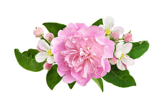 Pink peony and apple flowers and leaves in a floral arrangement isolated on white or transparent background