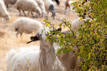 A sheep eats the leaves of a tree on sunny autumn day. Vayots Dzor Province, Armenia.