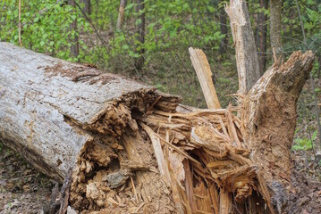 part of an old dry gray fallen pine tree lies among the green vegetation in the forest