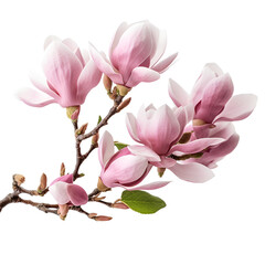 Beautiful blooming magnolia flowers on white background