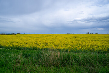 Field of yellow flowers, on a very cloudy and rainy day.